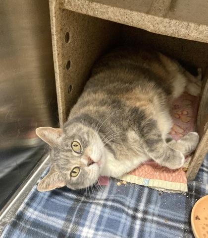 Enlarge Hillary , a ADOPTABLE Domestic Short Hair in Missoula, MT image 2/2