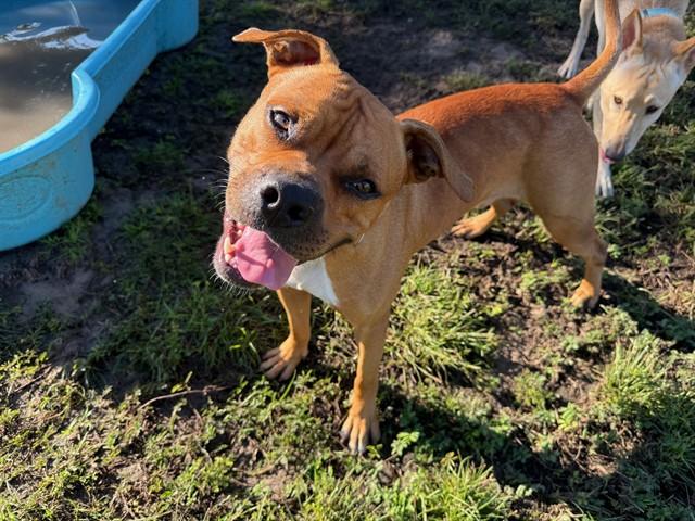 Enlarge HUDSON, a Adoptable mixed breed in Ocala, FL image 1/1