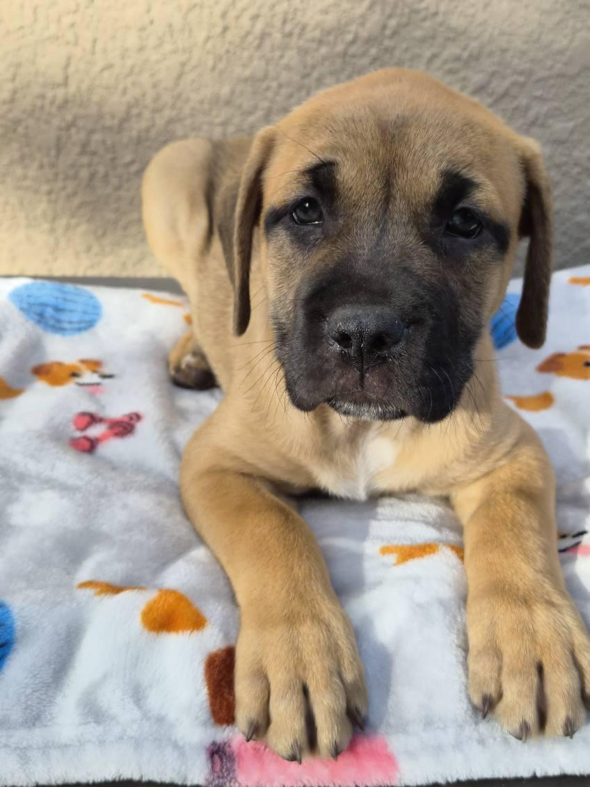 Rari, an adopted mixed breed in Orlando, FL image 4/6