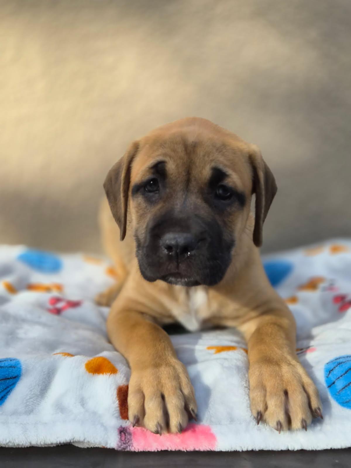 Rari, adoptable, Puppy Female Black Mouth Cur & Mastiff.