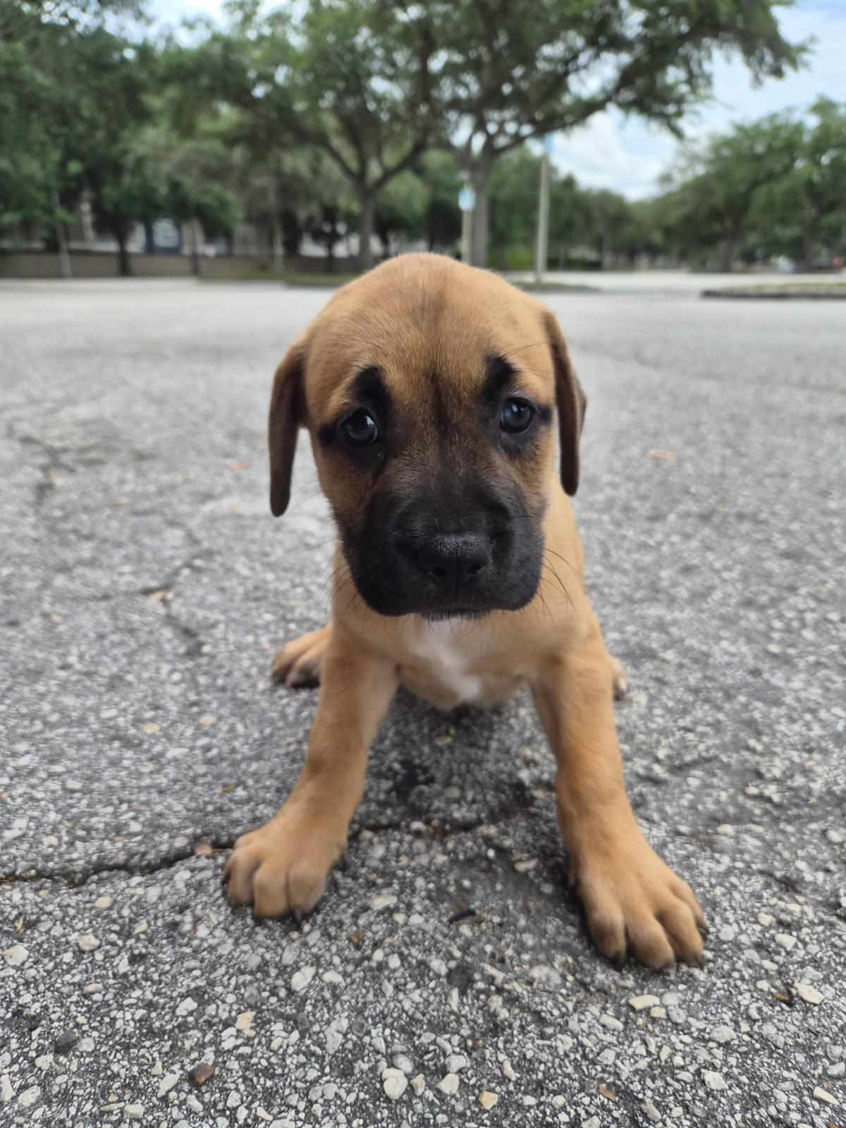 Enlarge Rari, an adoptable mixed breed in Orlando, FL image 1/4