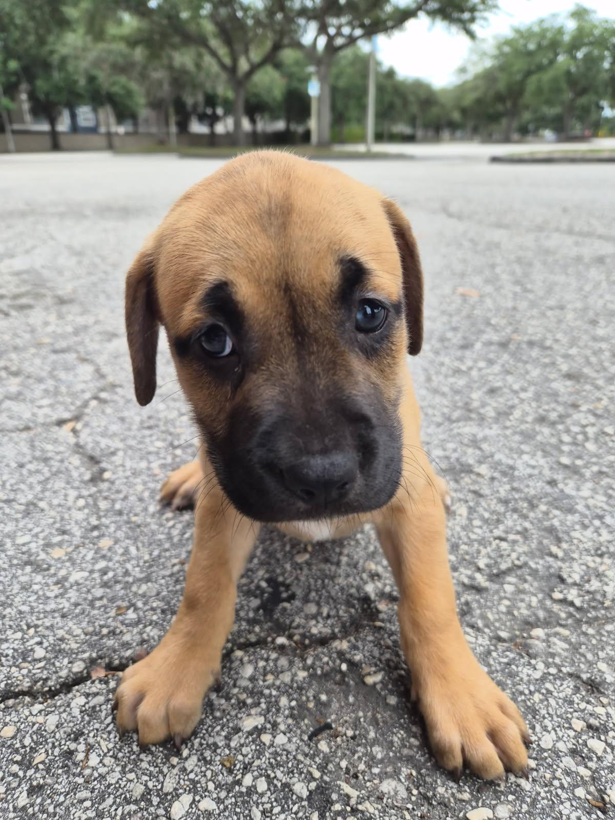 Enlarge Rari, an adoptable mixed breed in Orlando, FL image 3/4