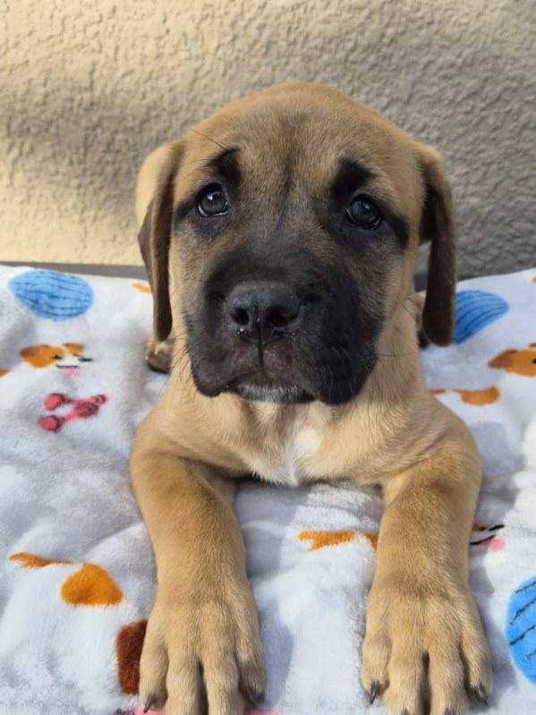Rari, an adopted mixed breed in Orlando, FL image 2/6