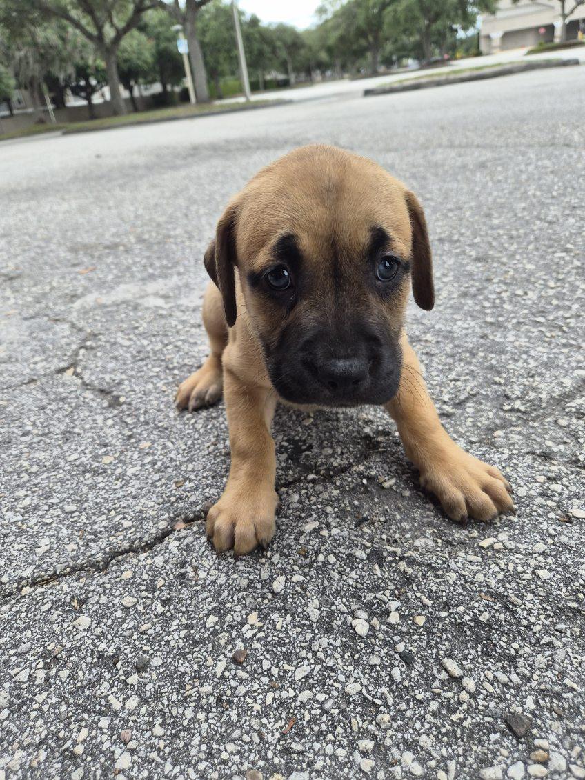 Enlarge Rari, an adoptable mixed breed in Orlando, FL image 4/4