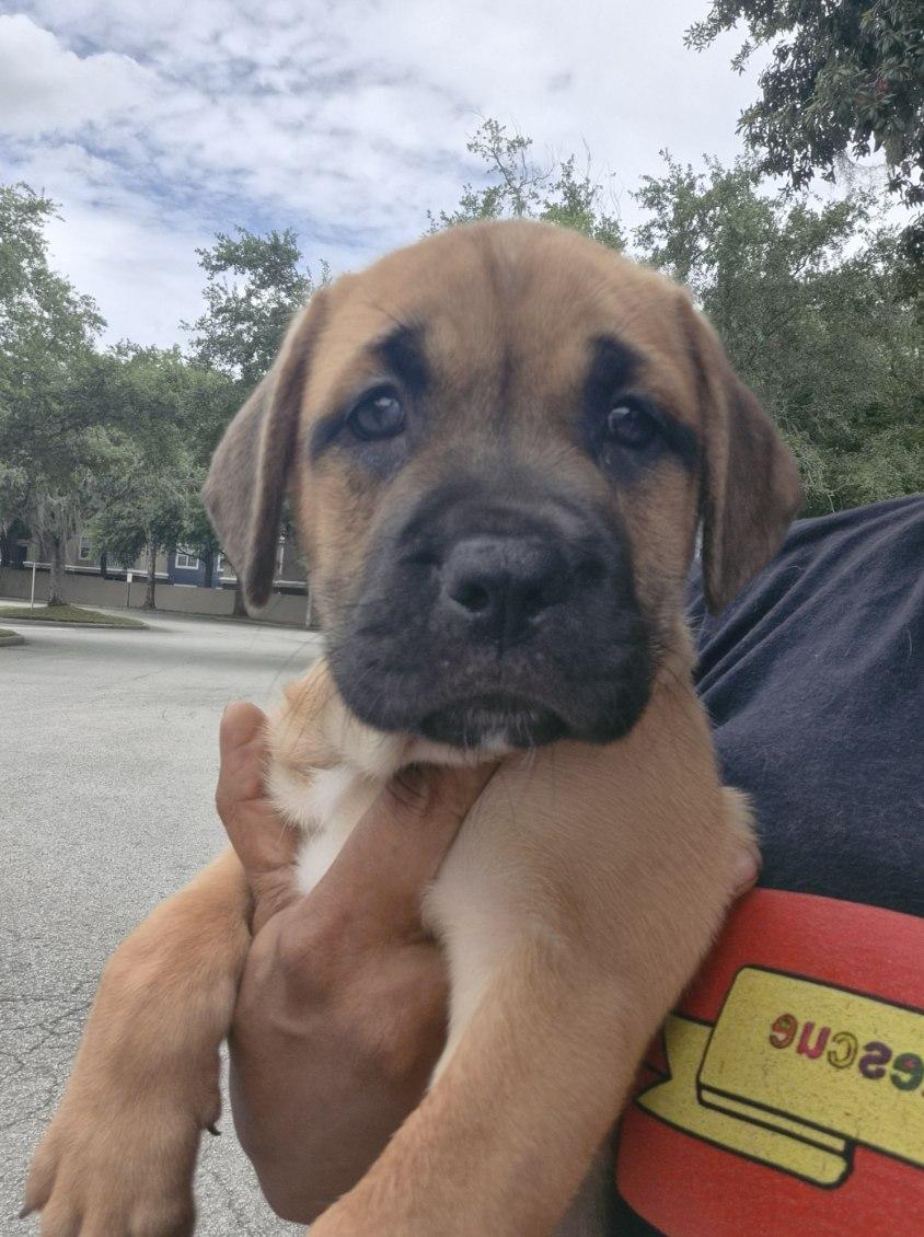 Enlarge Rari, an adoptable mixed breed in Orlando, FL image 2/4