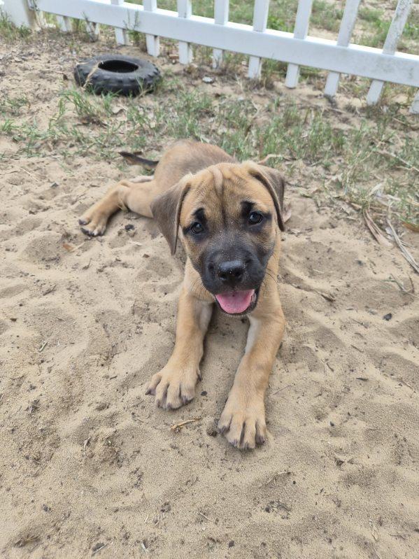 Rari, an adopted mixed breed in Orlando, FL image 3/6