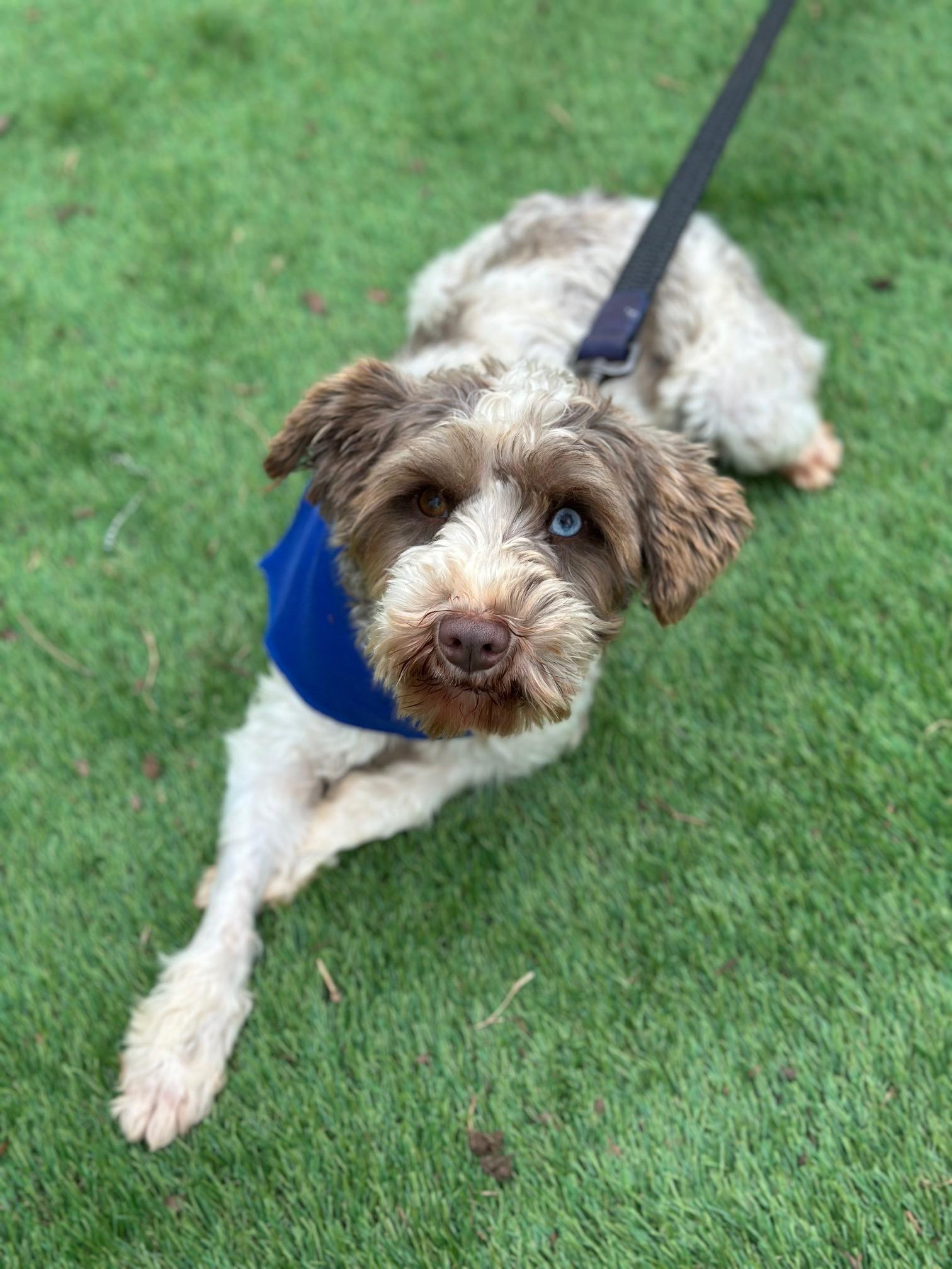 Enlarge Katniss, a Adoptable Miniature Schnauzer in Atlanta, GA image 3/4