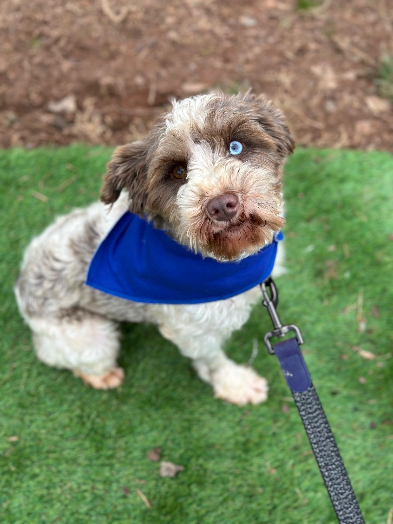 Enlarge Katniss, a Adoptable Miniature Schnauzer in Atlanta, GA image 1/4