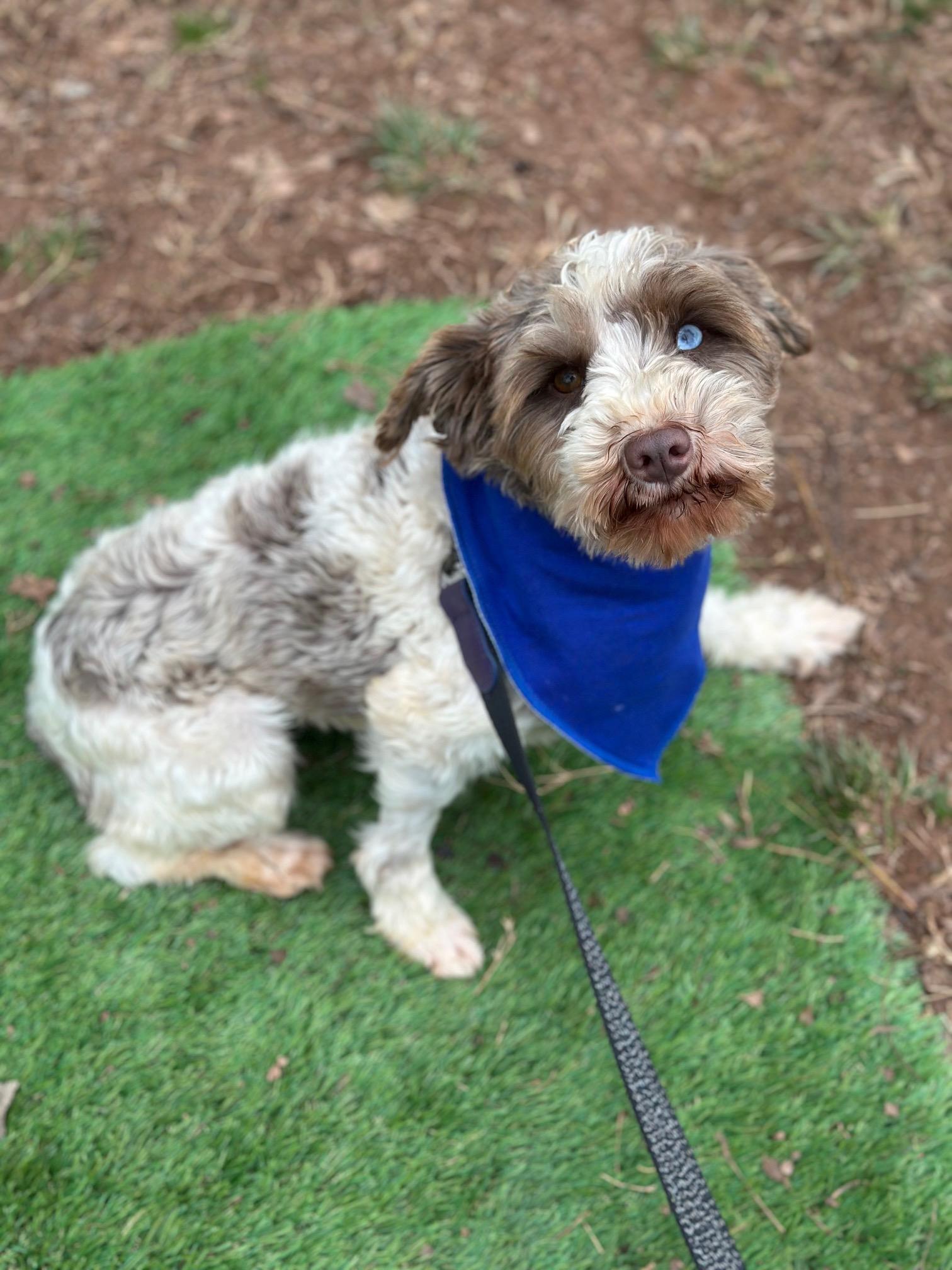Enlarge Katniss, a Adoptable Miniature Schnauzer in Atlanta, GA image 4/4