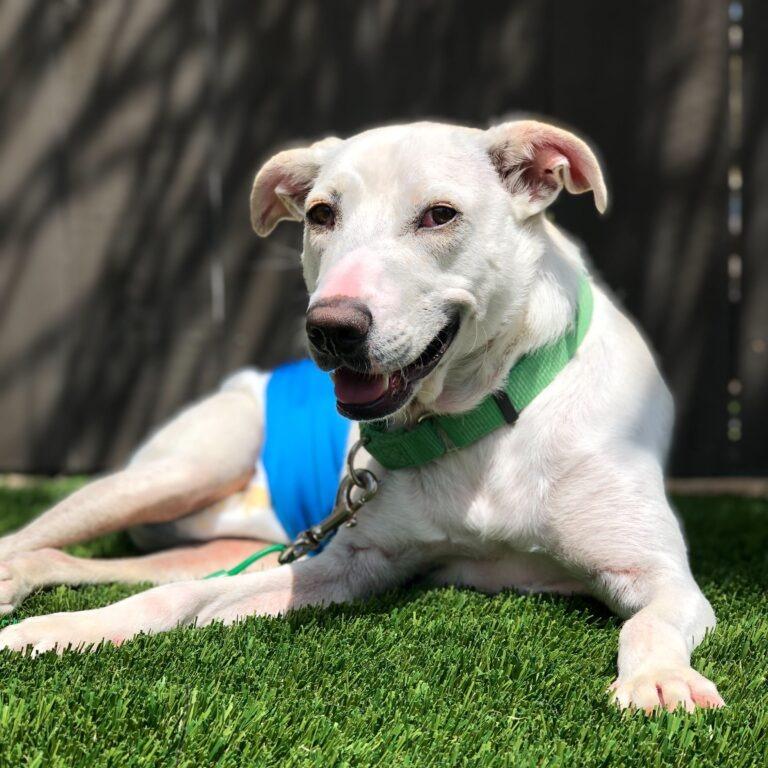 Coco, Adoptable, Adult Male Terrier.