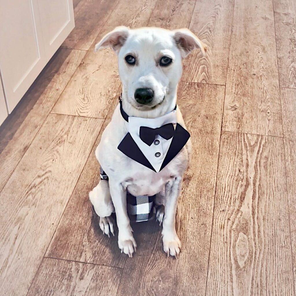 Enlarge Coco, a Adoptable Terrier in San Diego, CA image 2/6