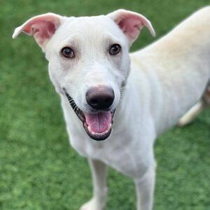 Enlarge Coco, a Adoptable Terrier in San Diego, CA image 4/6