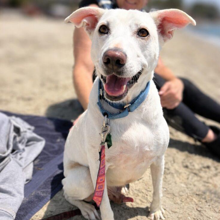 Enlarge Coco, a Adoptable Terrier in San Diego, CA image 5/6