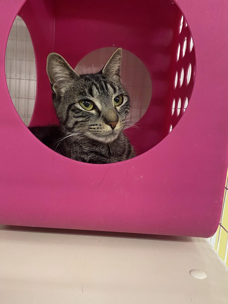 Smokey, Adoptable, Adult Female Domestic Short Hair.