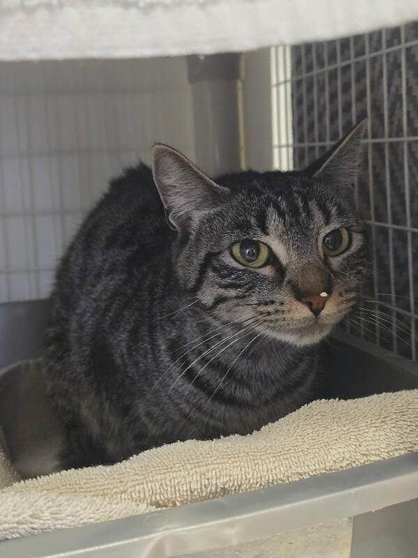 Enlarge Smokey, a Adoptable Domestic Short Hair in Cortland, NY image 2/3