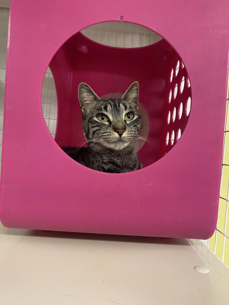 Enlarge Smokey, a Adoptable Domestic Short Hair in Cortland, NY image 3/3