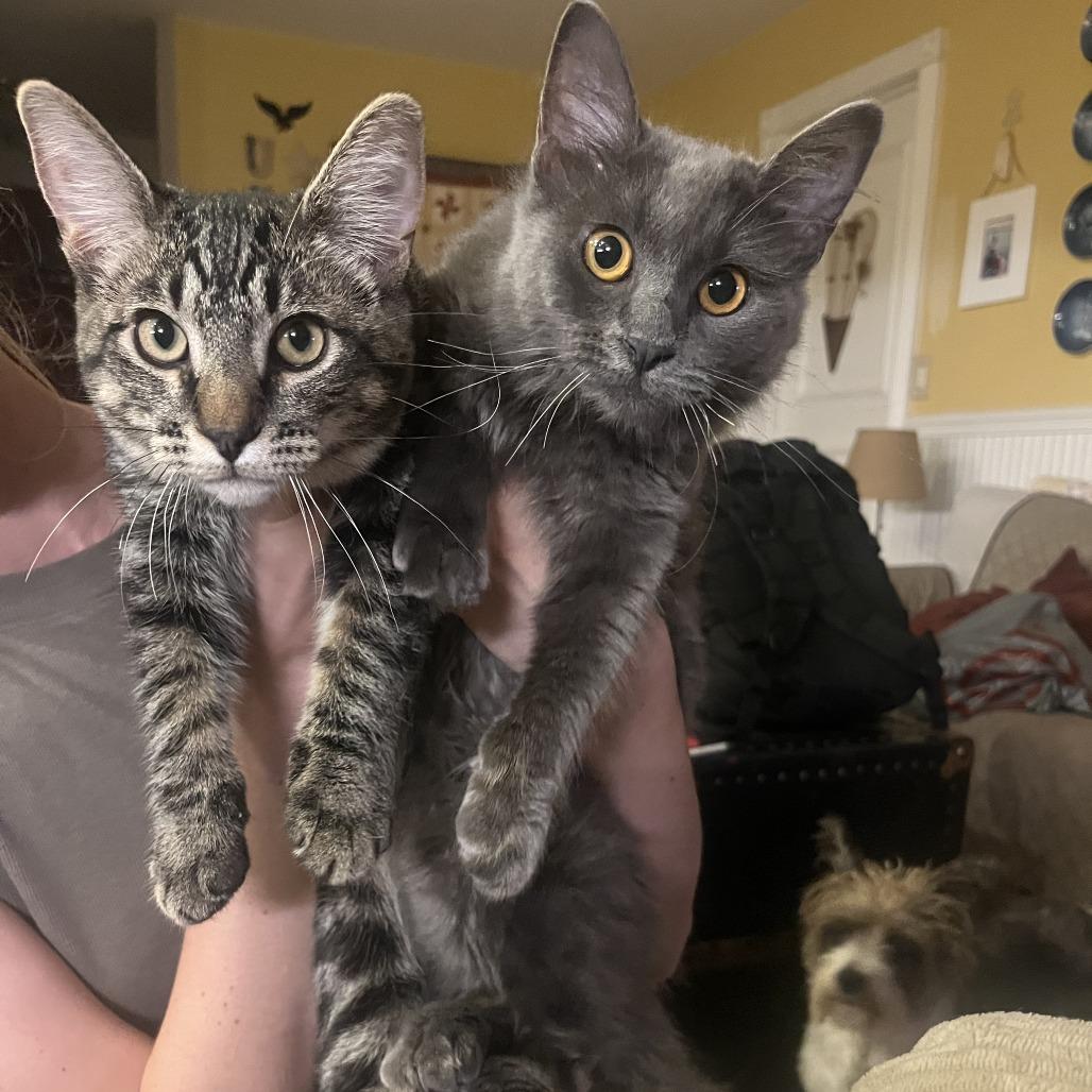 Friday and Sunday, a Adoptable Domestic Short Hair in Bulverde, TX image 1/4