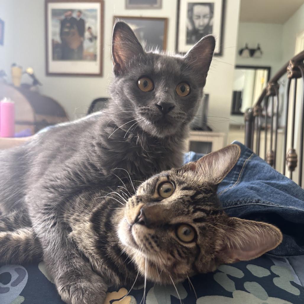 Friday and Sunday, a Adoptable Domestic Short Hair in Bulverde, TX image 2/4