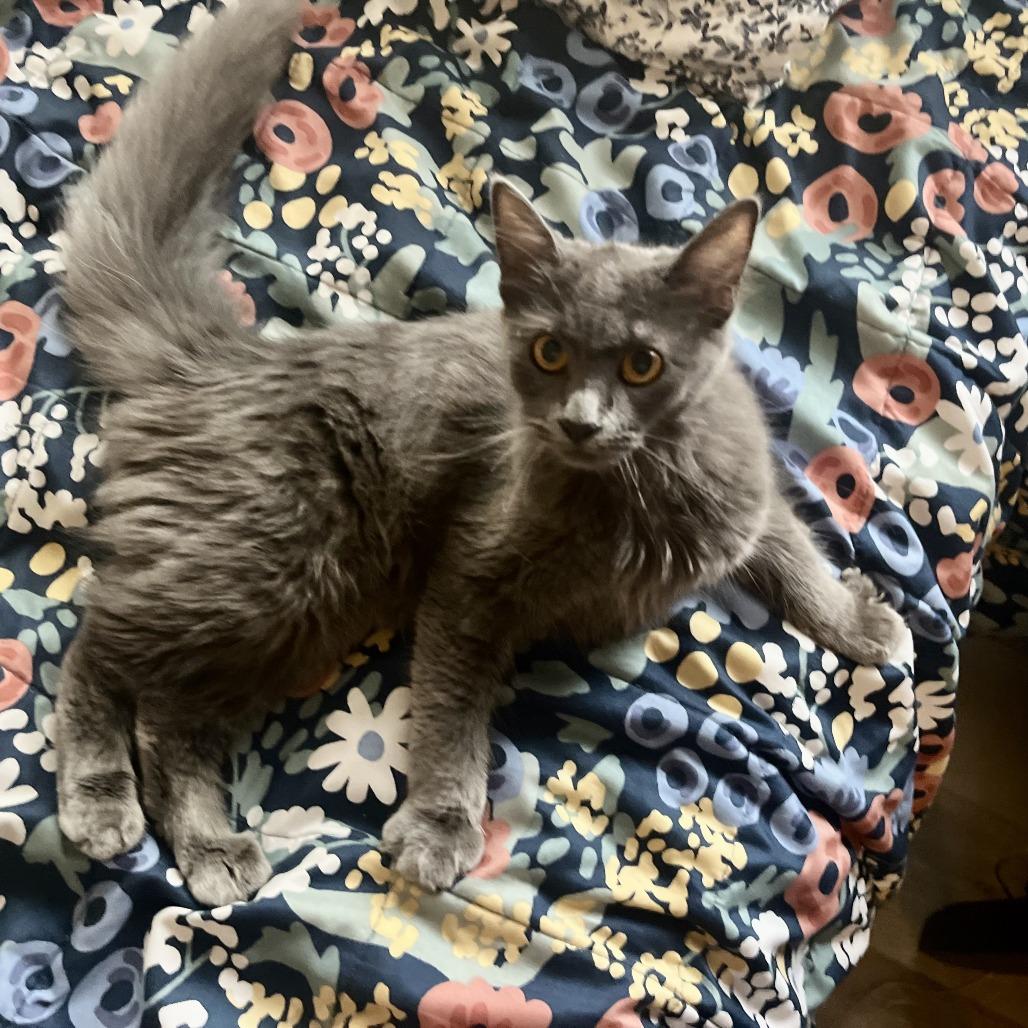 Friday and Sunday, a Adoptable Domestic Short Hair in Bulverde, TX image 3/4