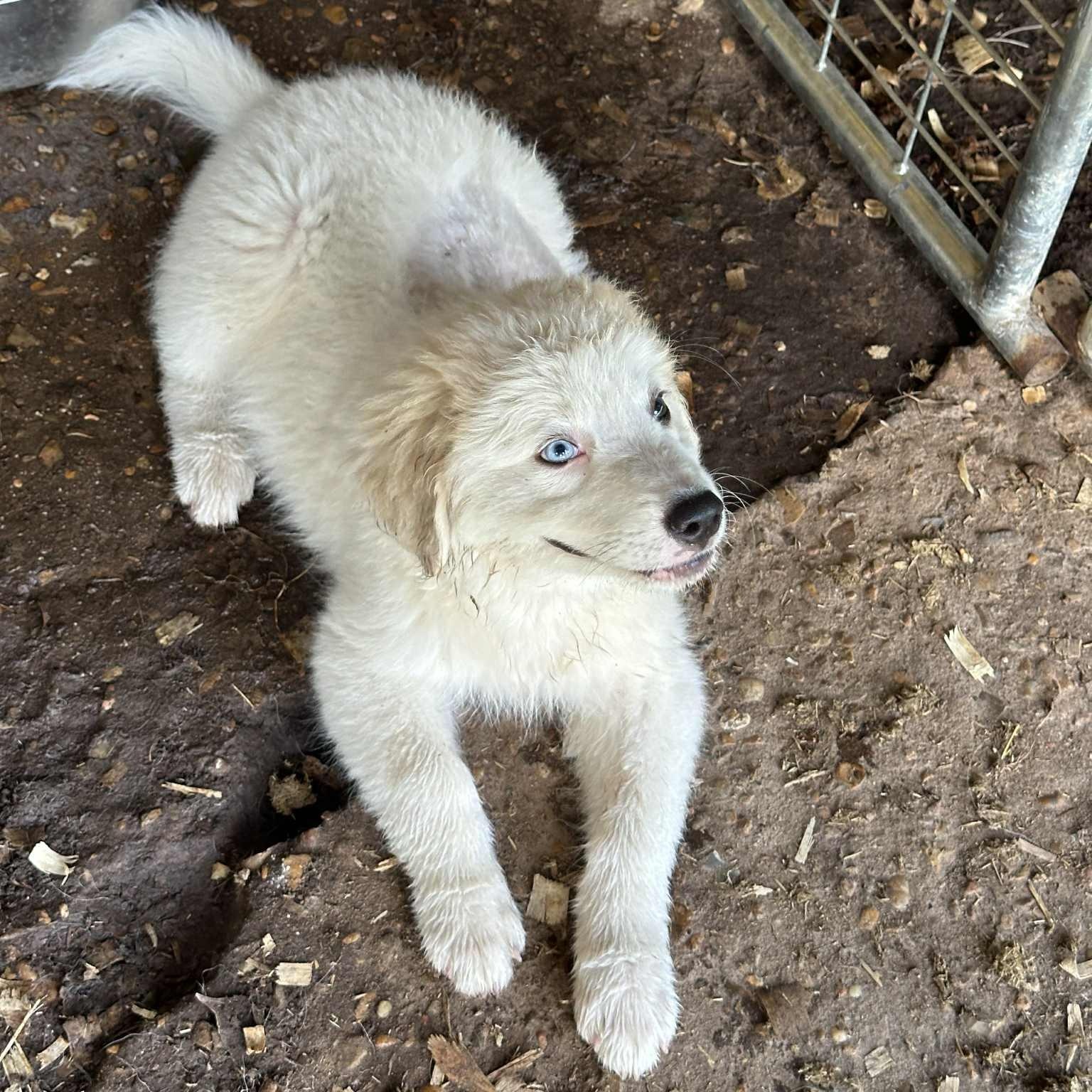 Finn