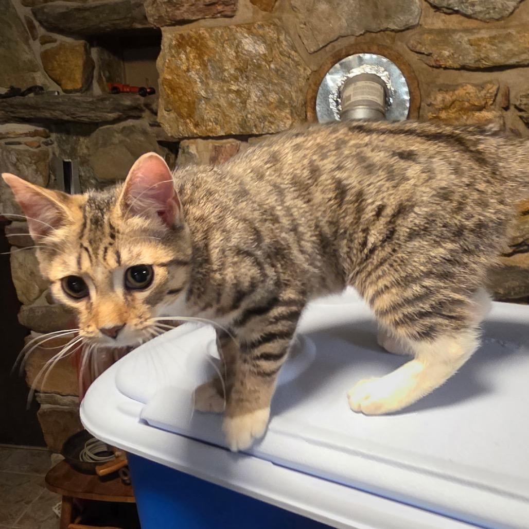 1125-43 Miss Shaggy, Adoptable, Kitten Female Domestic Short Hair.