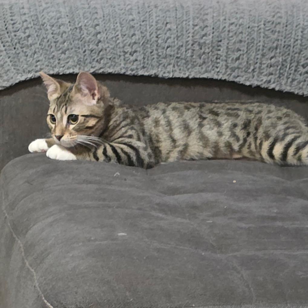 Enlarge 1125-43 Miss Shaggy, a Adoptable Domestic Short Hair in Abingdon, MD image 2/6