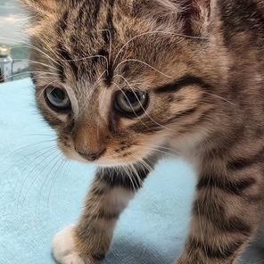 Enlarge 1125-43 Miss Shaggy, a Adoptable Domestic Short Hair in Abingdon, MD image 3/6