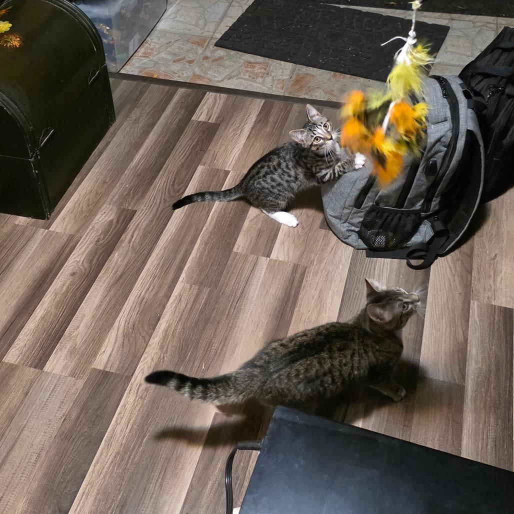 Enlarge 1125-43 Miss Shaggy, a Adoptable Domestic Short Hair in Abingdon, MD image 4/6