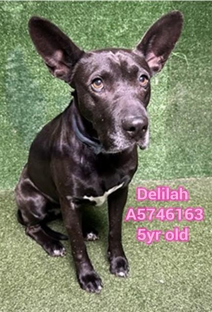 DELILAH, Adoptable, Adult Female Pit Bull Terrier.