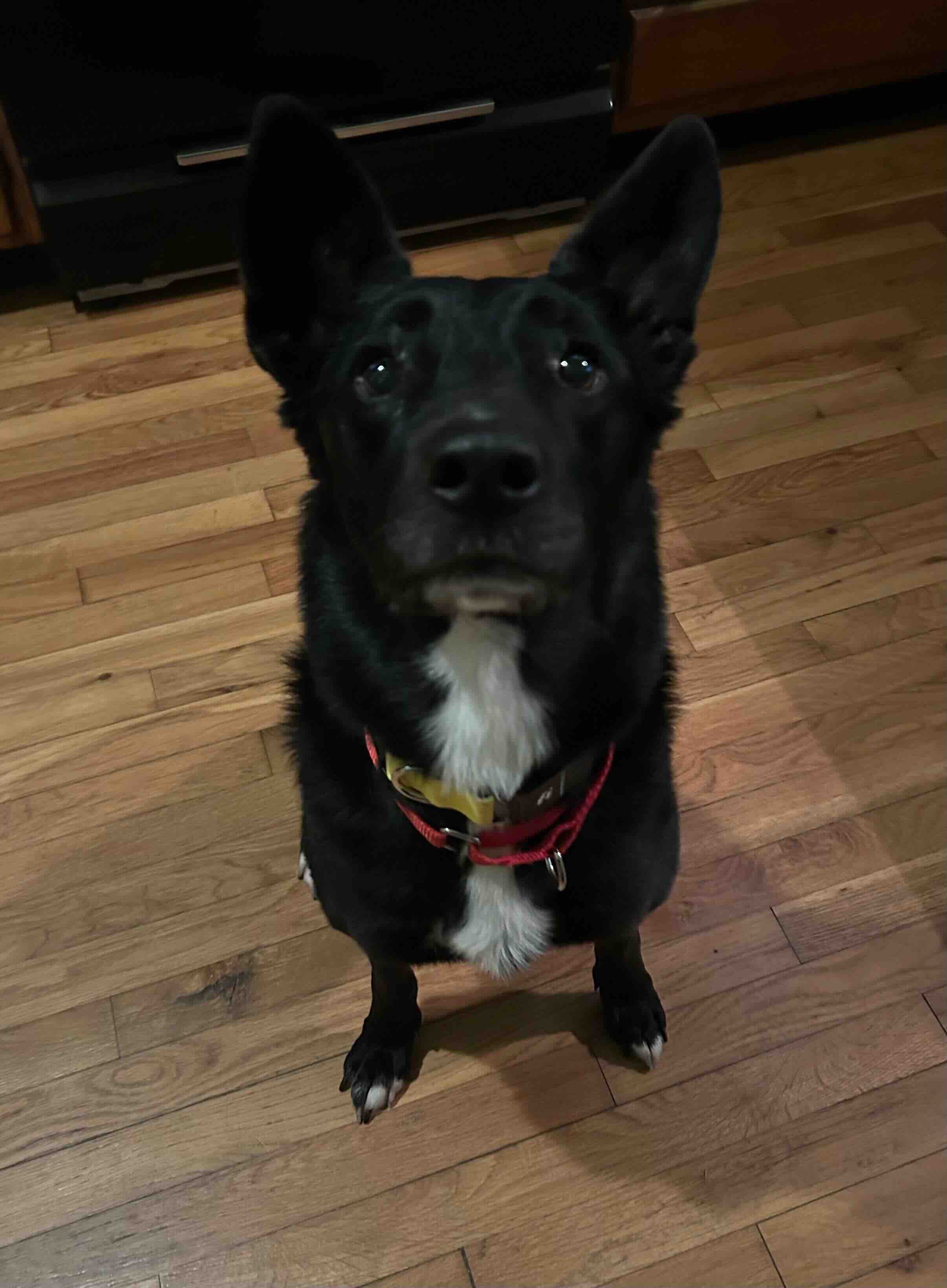 Bella