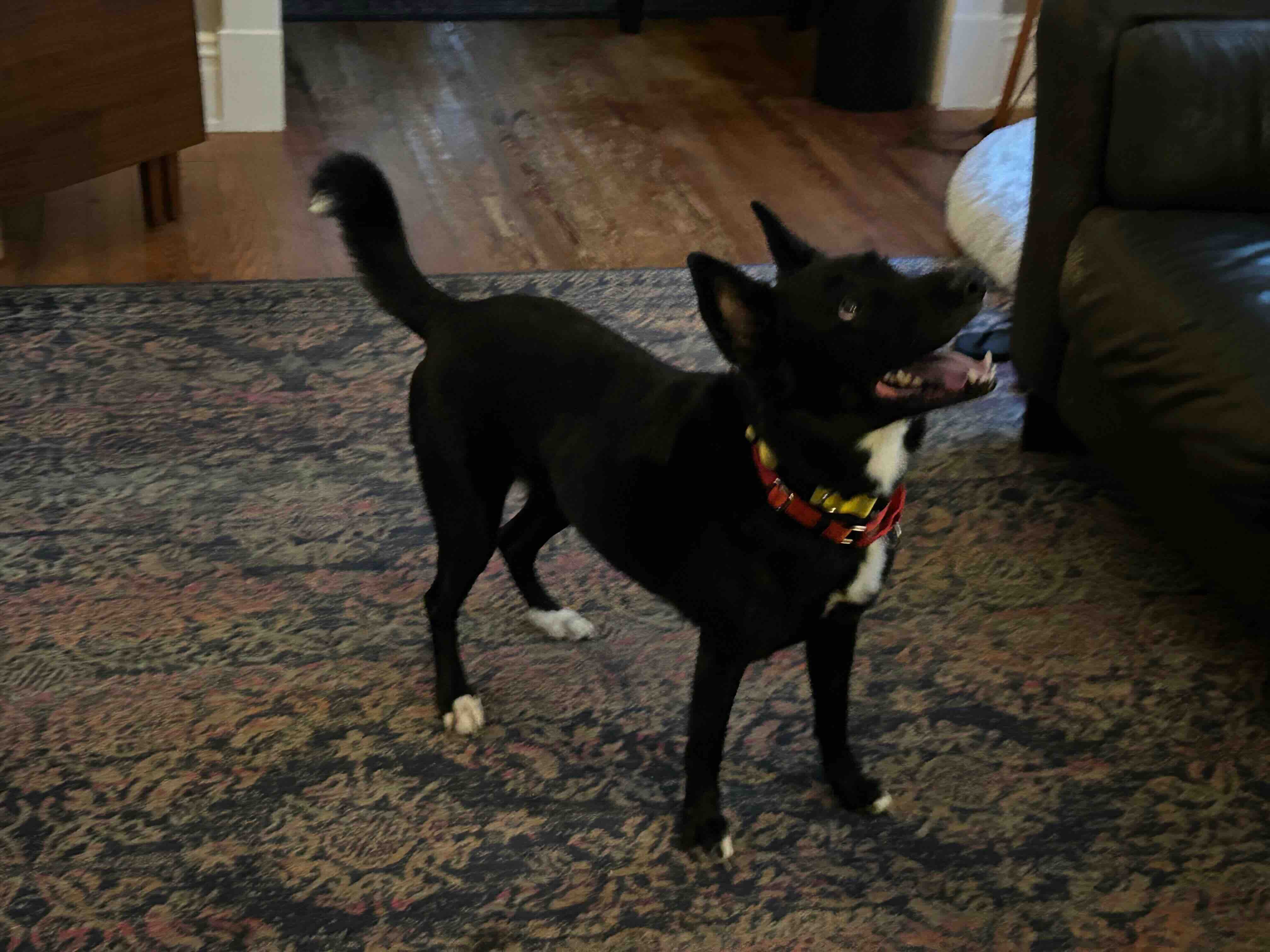 Bella photo 3