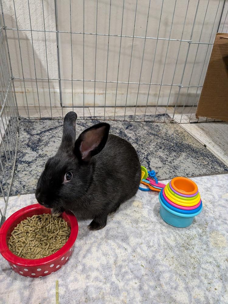 Hallow, Adopted, Adult Female Bunny Rabbit.
