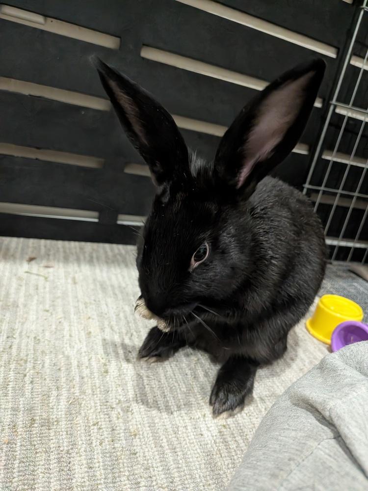 Enlarge Hallow, a Adopted Bunny Rabbit in Longwood, FL image 2/5