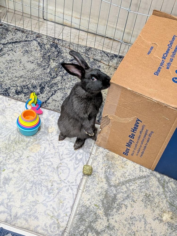 Enlarge Hallow, a Adopted Bunny Rabbit in Longwood, FL image 3/5