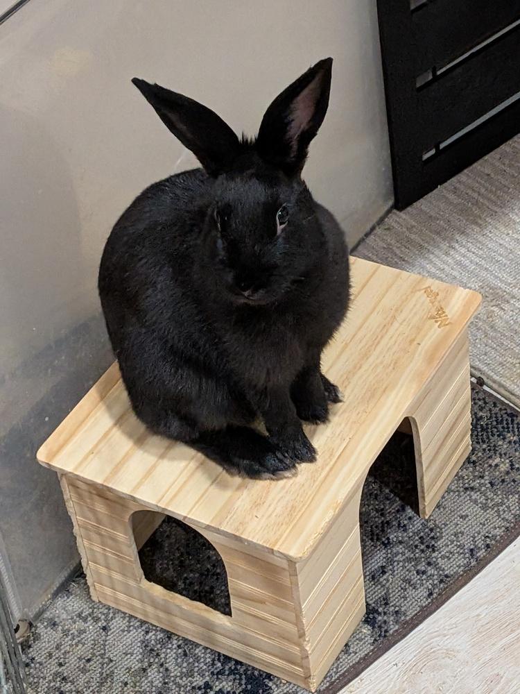 Enlarge Hallow, a Adopted Bunny Rabbit in Longwood, FL image 4/5