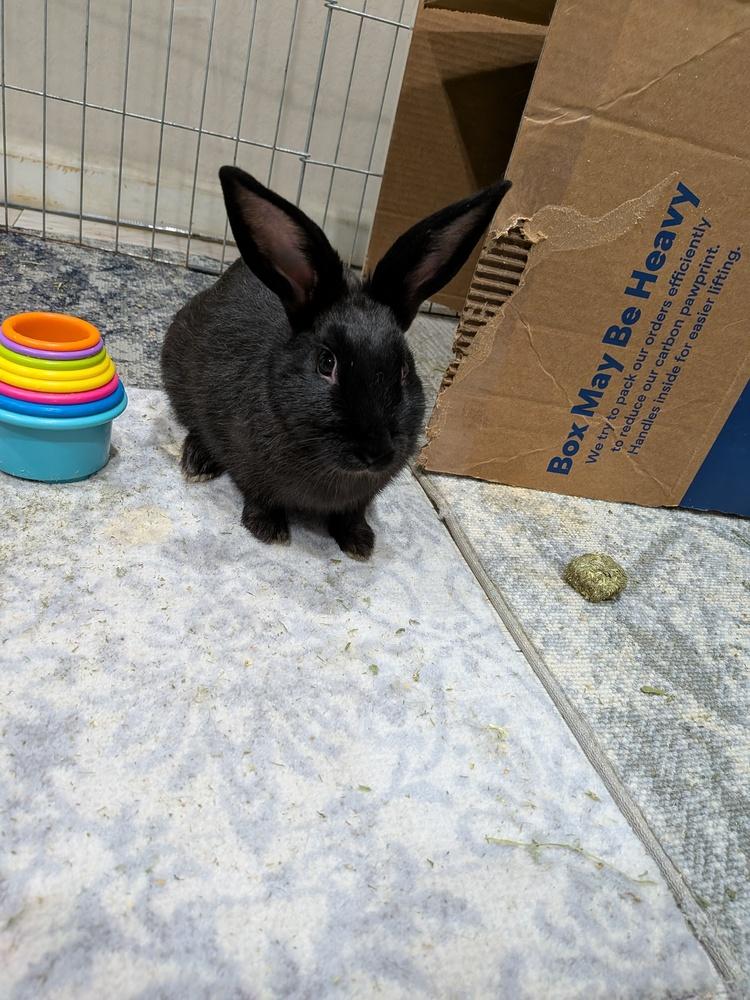 Enlarge Hallow, a Adopted Bunny Rabbit in Longwood, FL image 5/5