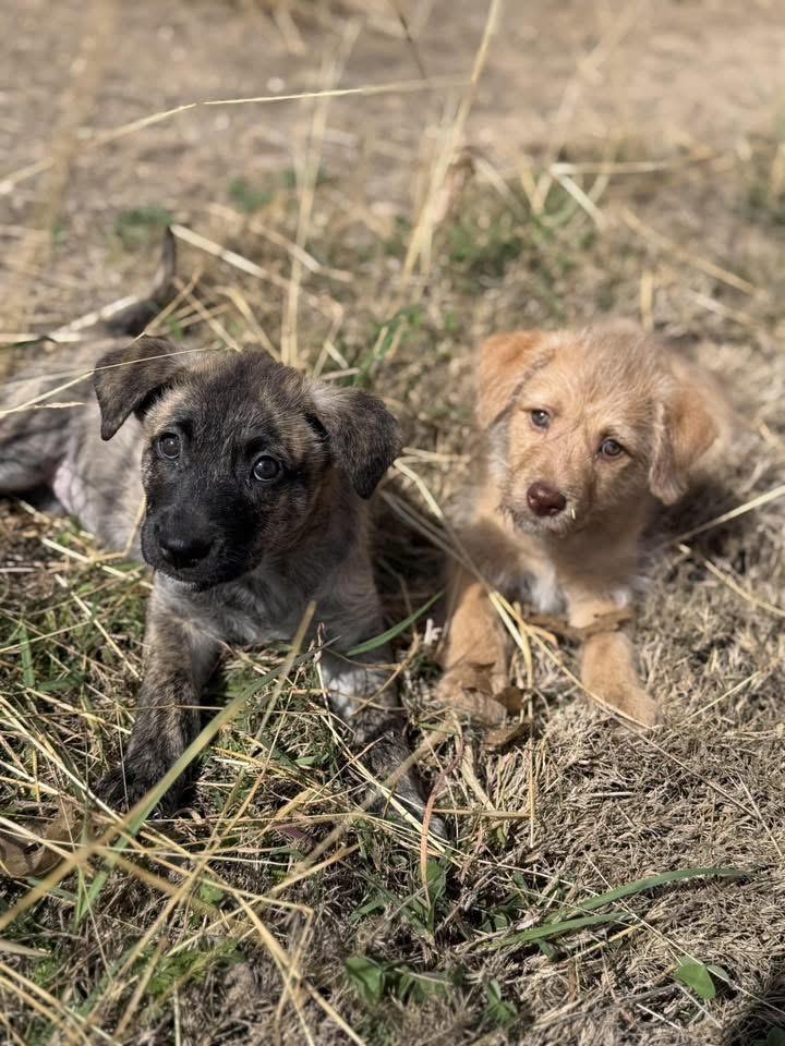 Enlarge Max, an adopted mixed breed in San Antonio, TX image 3/6