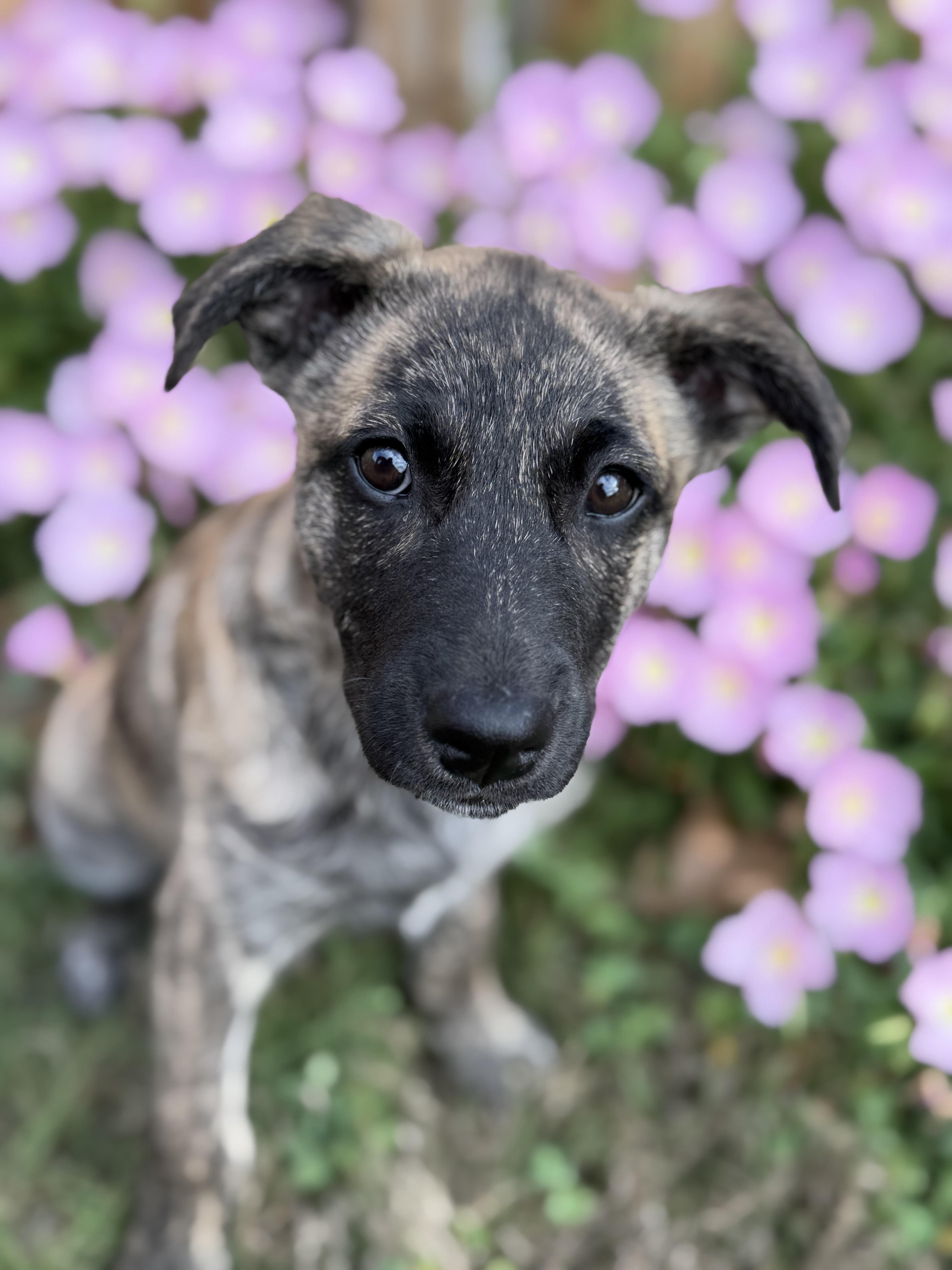 Enlarge Max, an adopted mixed breed in San Antonio, TX image 1/6
