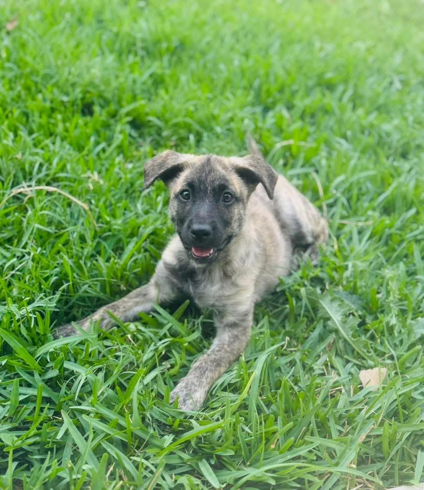 Enlarge Max, an adopted mixed breed in San Antonio, TX image 2/6
