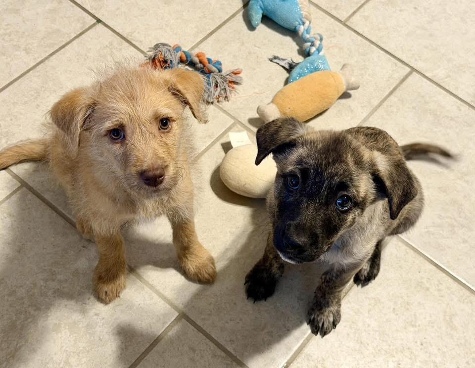 Enlarge Max, an adopted mixed breed in San Antonio, TX image 4/6