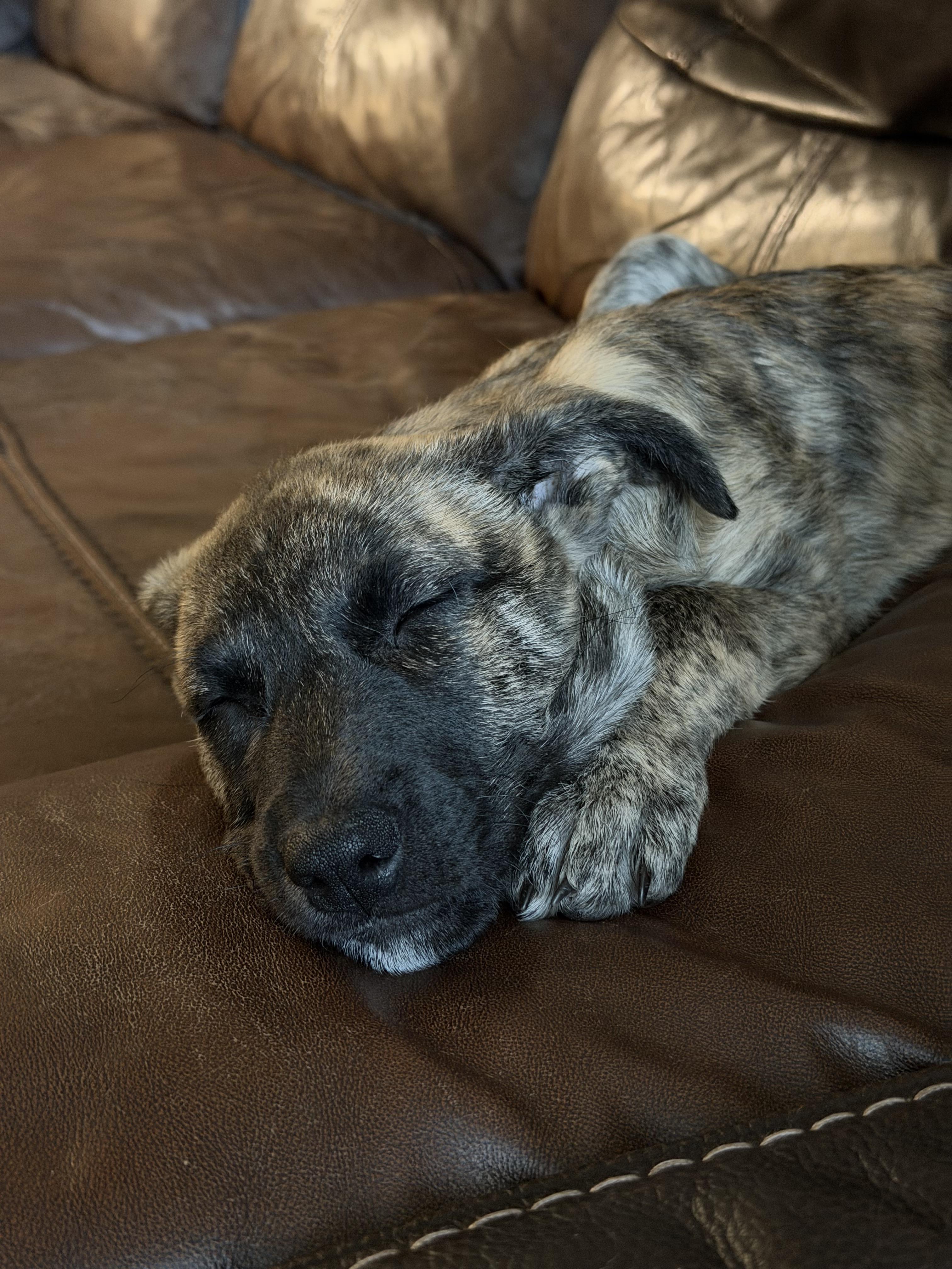 Enlarge Max, an adopted mixed breed in San Antonio, TX image 6/6