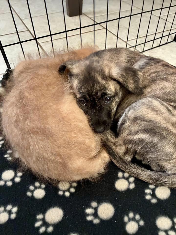 Enlarge Max, an adopted mixed breed in San Antonio, TX image 5/6