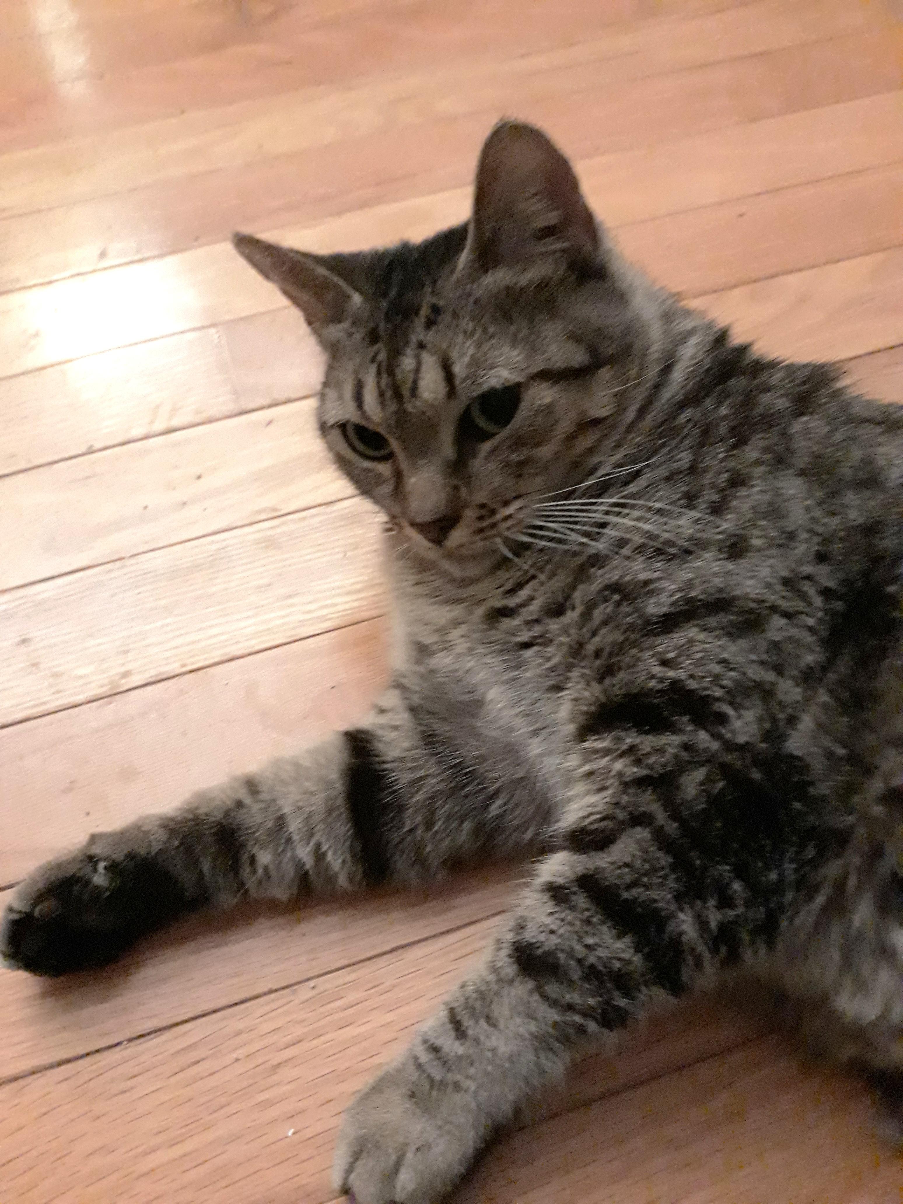 Sinderella, a Adoptable Domestic Short Hair in Marietta, GA image 1/6