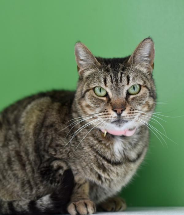 Sinderella, a Adoptable Domestic Short Hair in Marietta, GA image 3/6