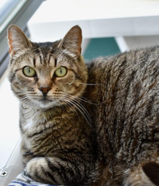 Sinderella, a Adoptable Domestic Short Hair in Marietta, GA image 4/6