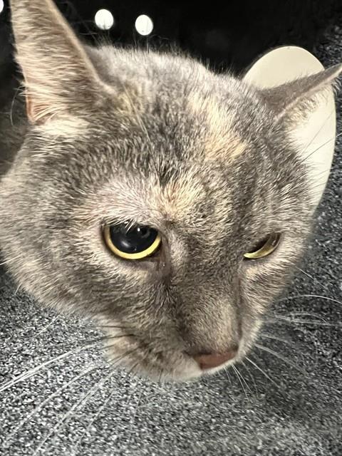 Enlarge NALA, a Adoptable Domestic Short Hair in Casper, WY image 1/1