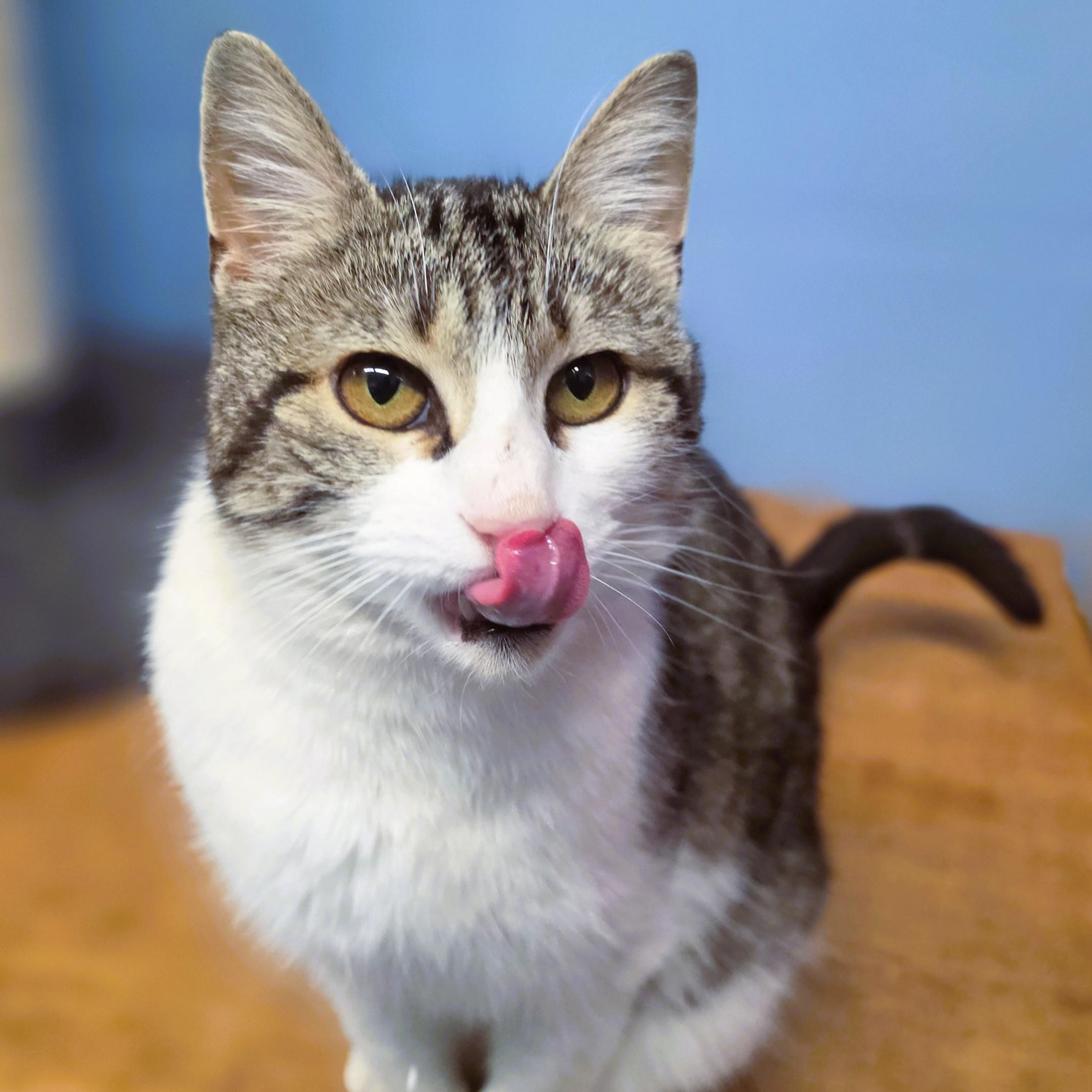 Enlarge Winifred, an adopted Domestic Short Hair in Lowell, AR image 3/6