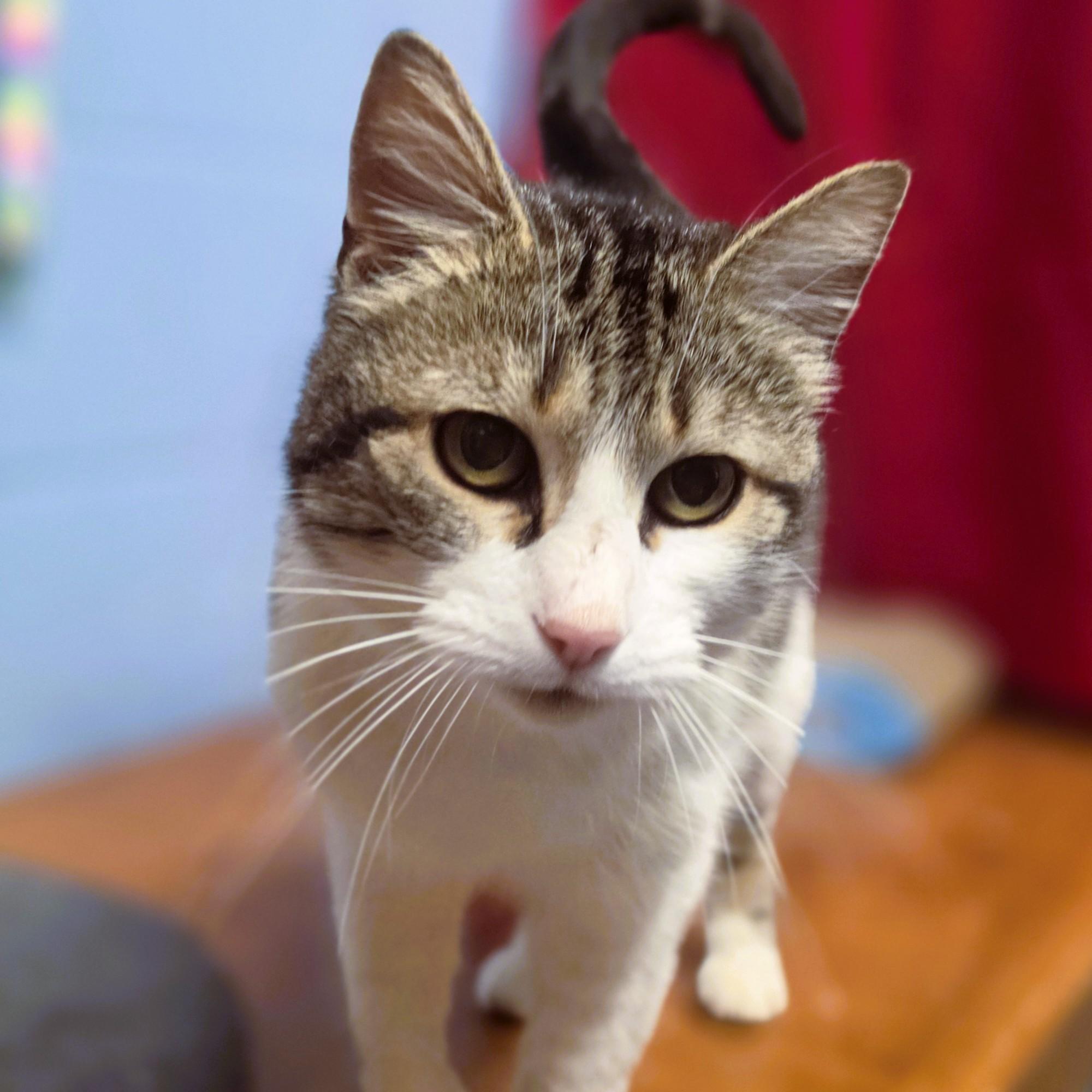 Enlarge Winifred, an adopted Domestic Short Hair in Lowell, AR image 2/6