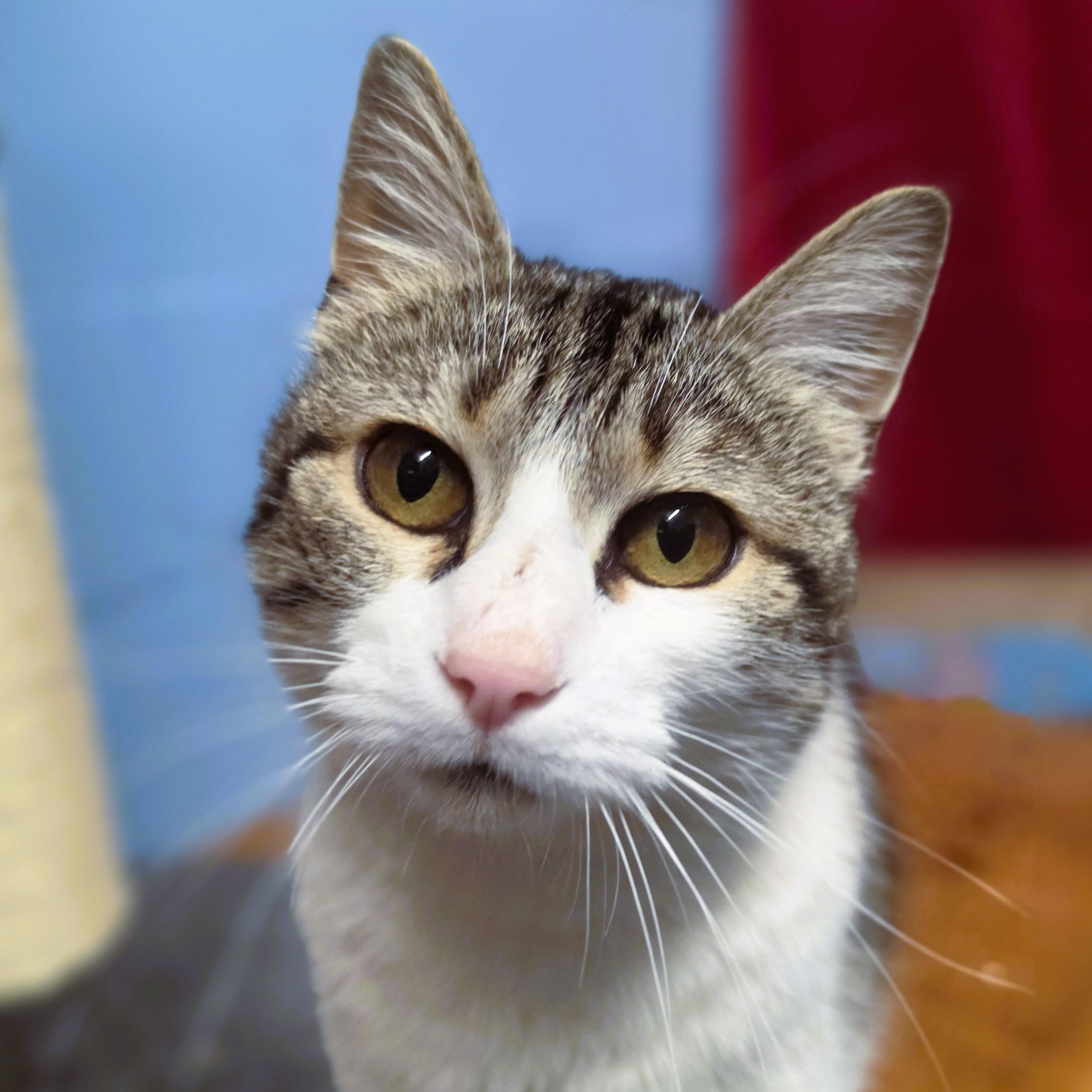 Enlarge Winifred, an adopted Domestic Short Hair in Lowell, AR image 4/6