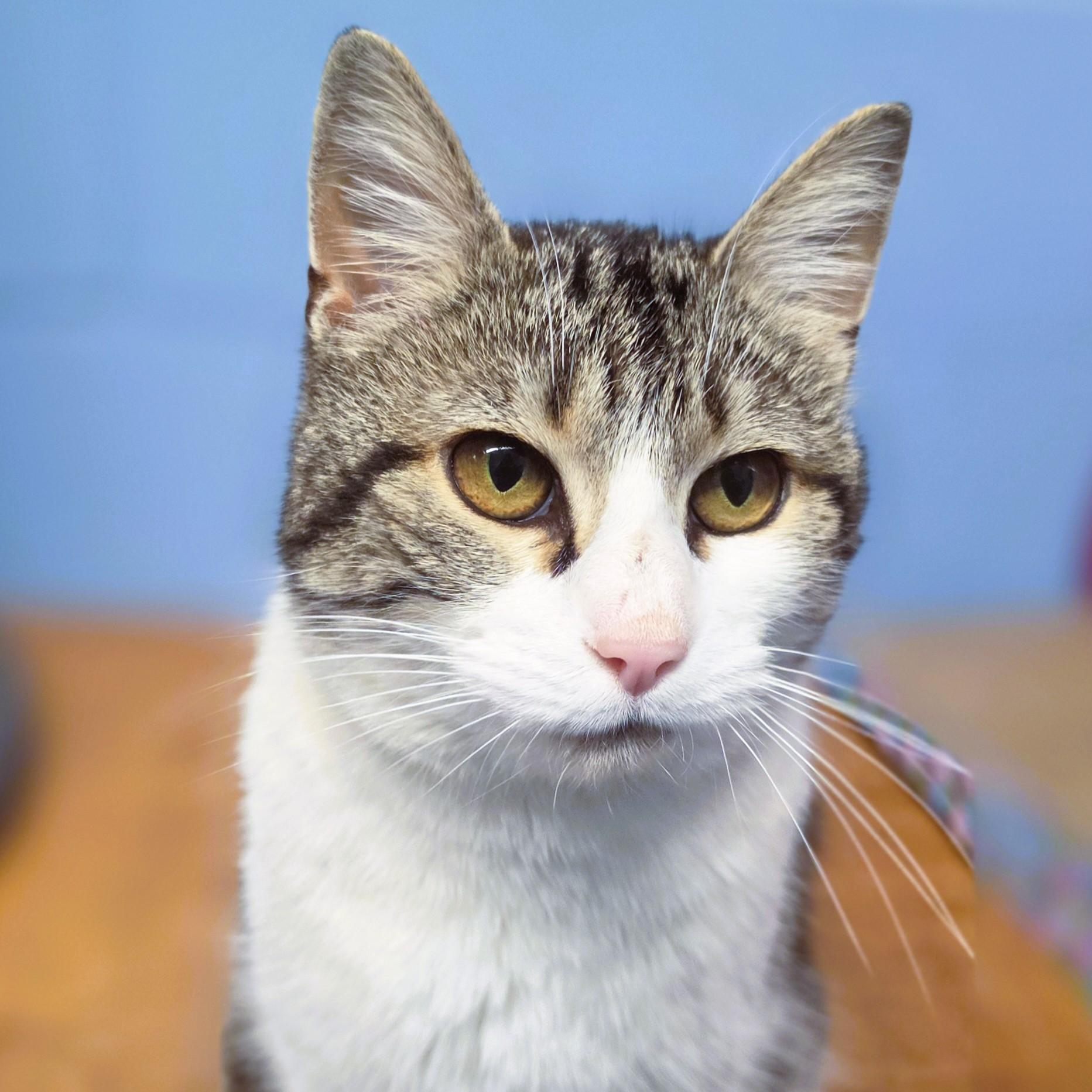 Enlarge Winifred, an adopted Domestic Short Hair in Lowell, AR image 5/6